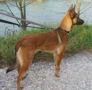 31949143_1516071385187601_8647073239178149888_n