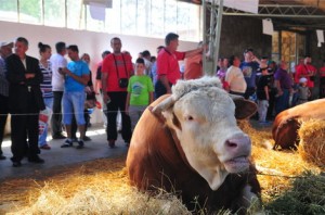 poljoprivredni-sajam-novi-sad