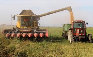 Berba-kukuruza-u-Lijevcu-foto-Milan-Pilipovic