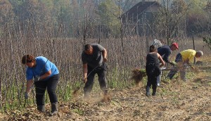 Privlacni-poslovi-u-rasadniku-foto-Milan-Pilipovic