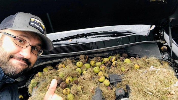 Nešto smrdi u autu: Vjeverica pospremila zimnicu pod haubu