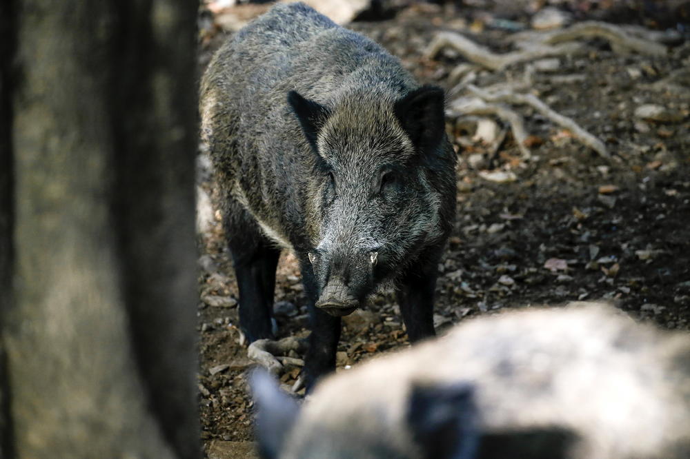 Vepar stradao zbog ljubavi: Domaća svinja mu došla glave